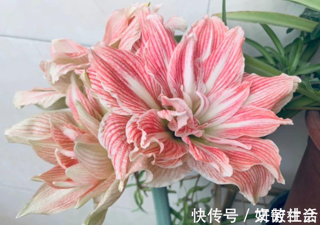 家里养盆朱顶红,开花个个比脸大,牛年养它“注定红”!