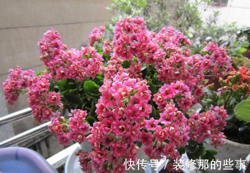 茶花|6种“娇气花”，天热谨慎买，回家就掉花苞，养不活太后悔