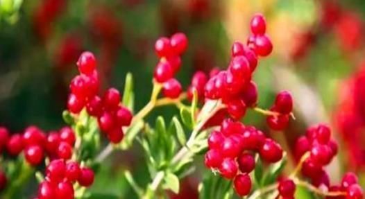 白刺果|女性想要身体好，不妨吃4种食物，消除炎症，滋阴降火，改善气血