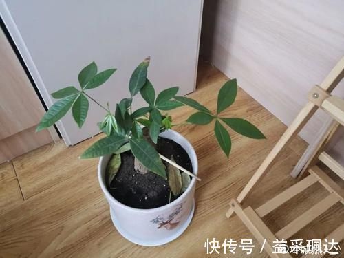 低于5度,6种花一整个冬天不浇水,也能照样活!