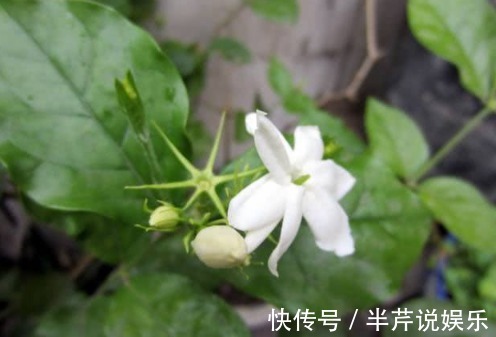 茉莉|邻居养了一株笔尖茉莉,香味蹿进了左邻右舍,太好闻了!