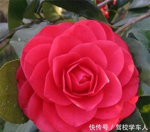 两种好物用来养茶花，花朵大如碗口