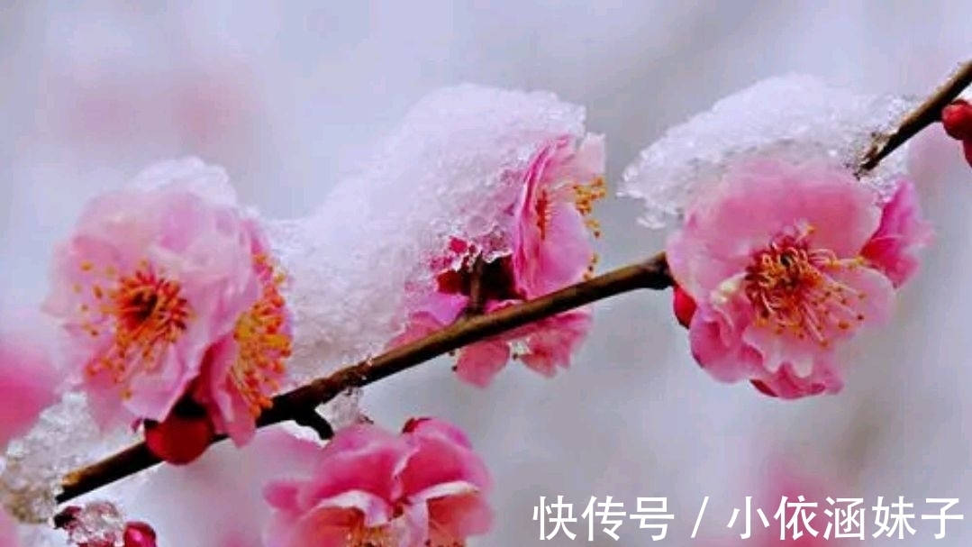 雪银！征联：梅骨几何？雪银十万芳心动，征对下联，并上期应征对联欣赏