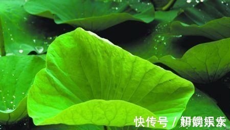 马兰头|有痔疮的人,不用动手术,常吃这些食物,痔疮慢慢就会消失