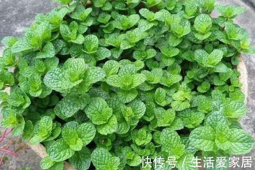新手|老中医都喜欢的4种花，人养花，花也“养人”，新手也能轻松驾驭