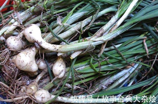 鳞茎|悄悄告诉你它是最好的野菜之一,若见到别告诉别人,留着慢慢挖