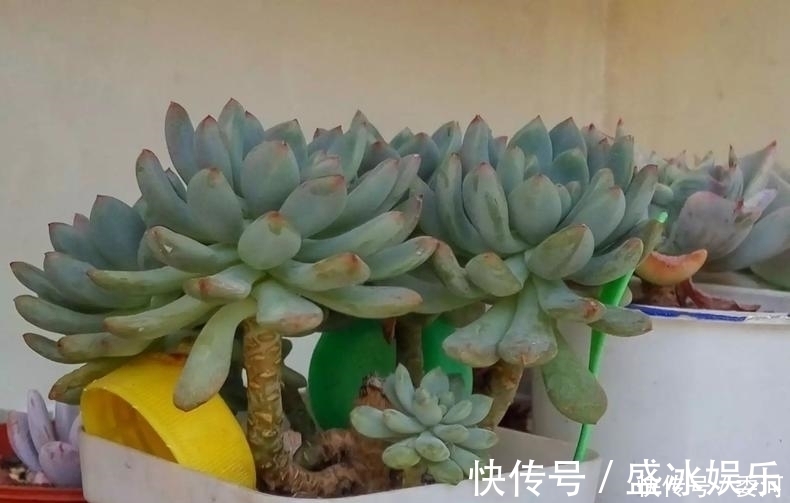 米水|从小就喝洗米水长大的多肉,快来看看来自多肉的强势“逆袭”!