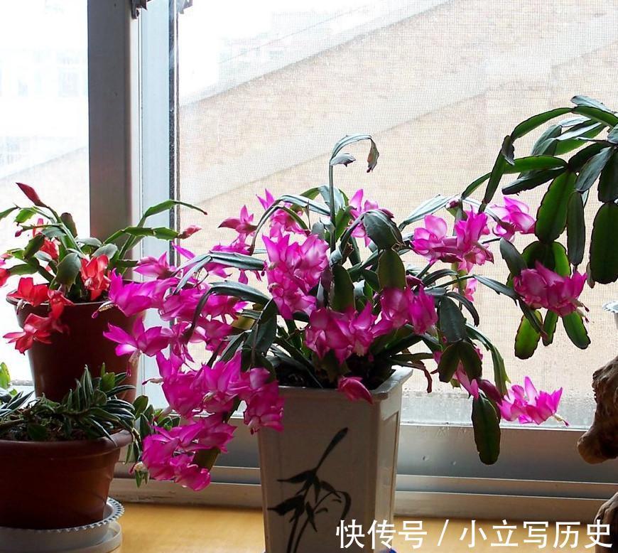 天冷了，15种漂亮花喜欢“大太阳”，多晒长得壮，花更多