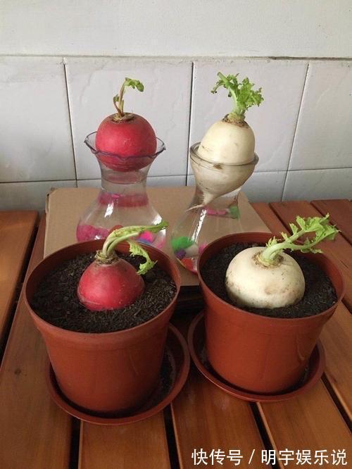 厨房吃不完的5种菜,种“花盆里”,变盆景开花美,能吃好几茬