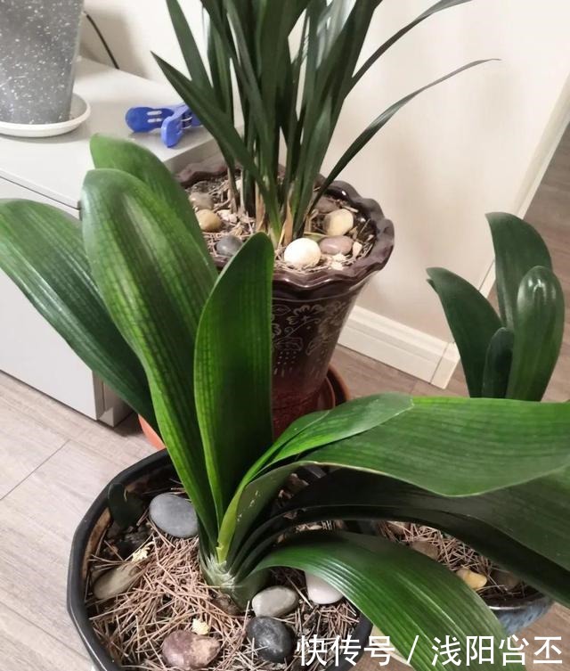 30年的君子兰,长出粗壮大老桩,砍还是不砍!