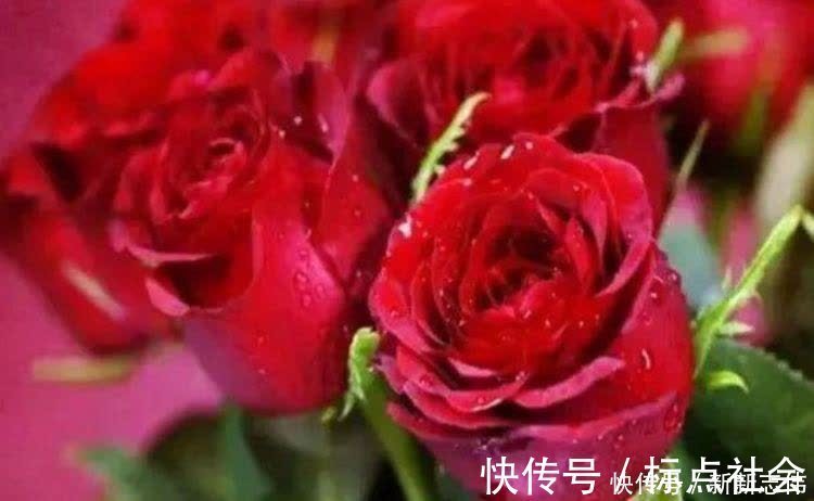 湿润|5种花比香水还好闻，一开就是大半年，四季有花赏，花美心情好