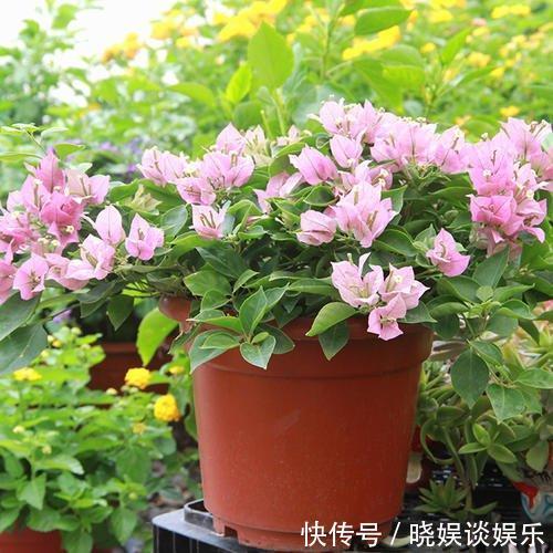 三角梅开花少、不开花学会这“3招”，不出1个月，开成大花球！