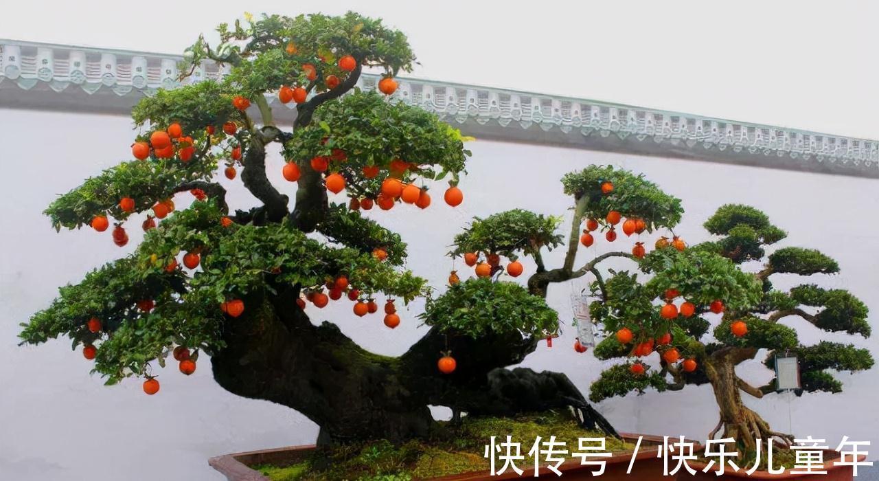 这3种植物,1年就能木质化,越老越有价值,回家养了有福气