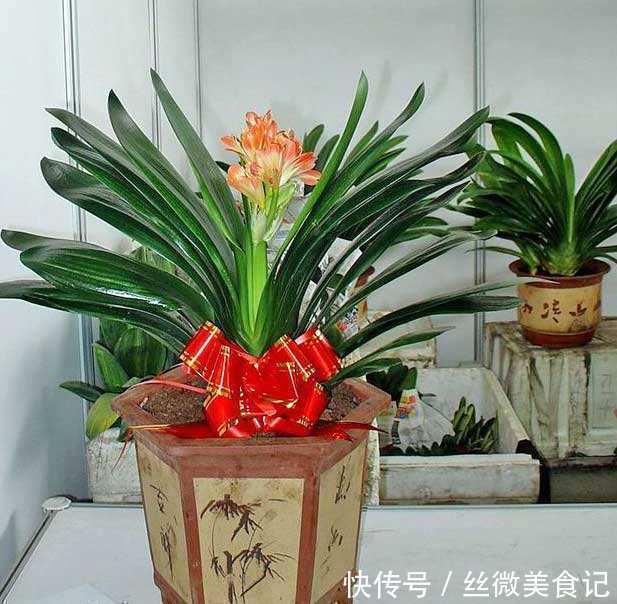 养花|养君子兰,在花盆里埋上10粒“它”,3个月蹿出4片新叶,开花50朵