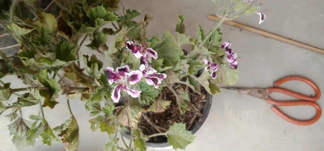 春天|夏天6种花,就是怕太阳,一晒就黄叶,修复不了,太难看