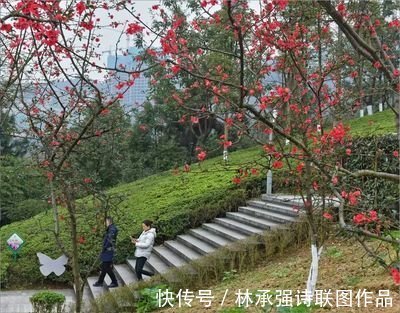 青荷|涪陵白鹤森林公园美景