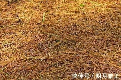 养分|松针发酵腐熟做营养土,为什么要选择生松针,不宜选择干松针?