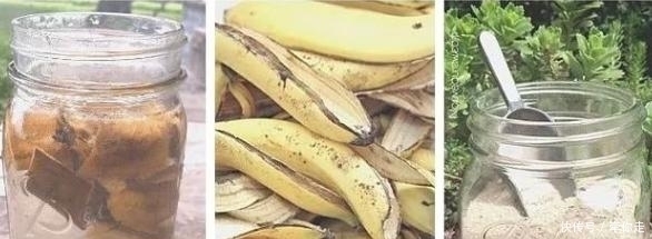 刚扒的香蕉皮该如何处理养花学2招,既能清洁又能增添营养
