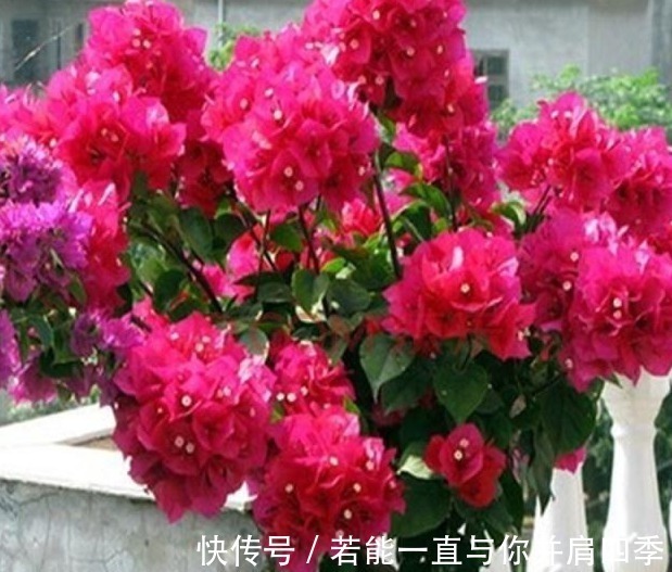 羊粪蛋|养三角梅,1把“黑球”撒土里,枝条一下“窜2米”,开花1000朵!