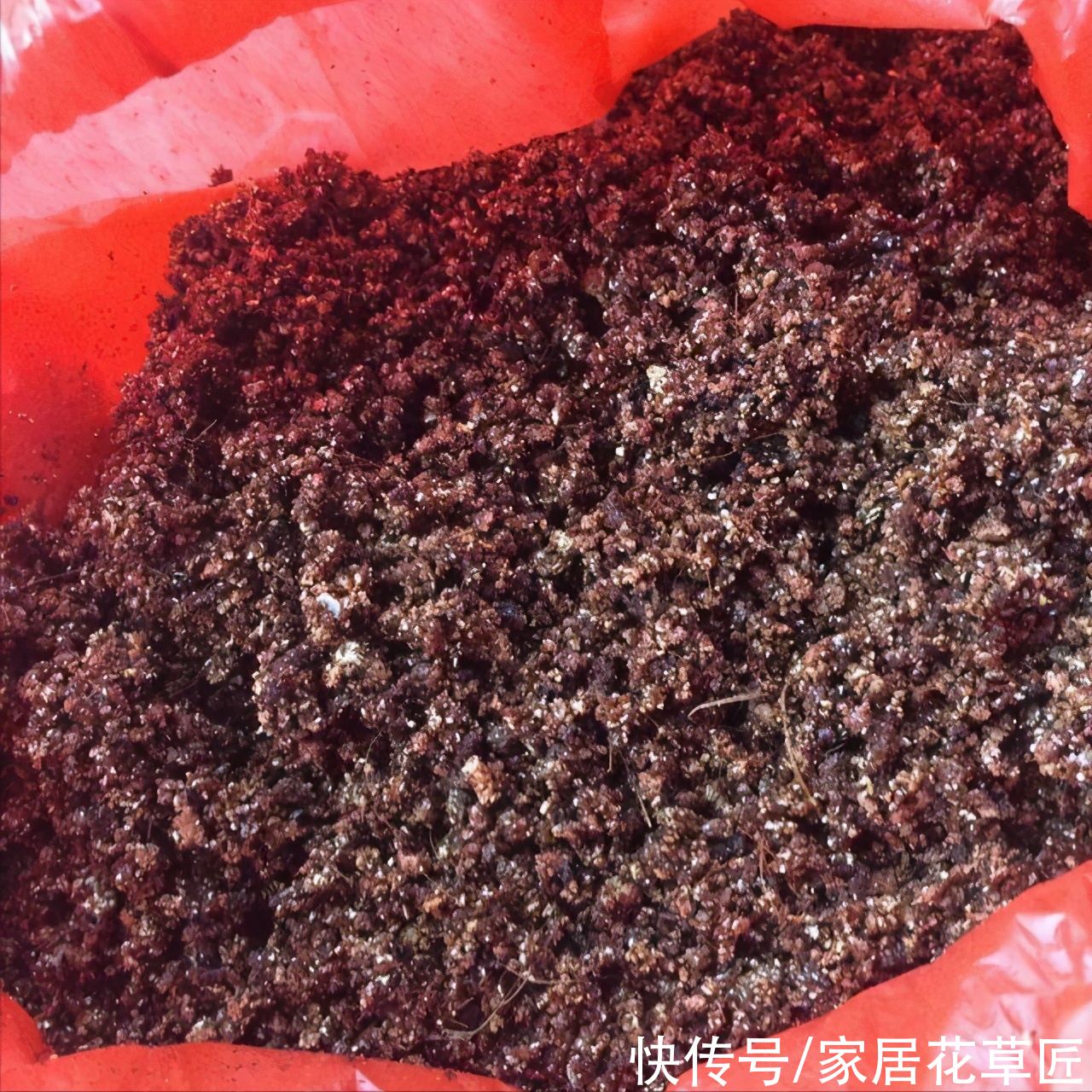 花友|玉树生长有“秘诀”，牢牢掌握住，新手也能养开花，还茂盛