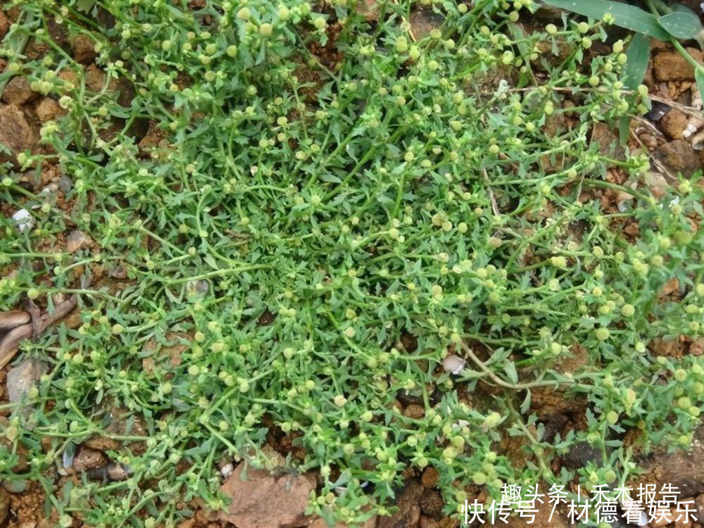 价值|农田里一大害草,但价值很高,是民间治鼻炎良药,人称“鹅不食”