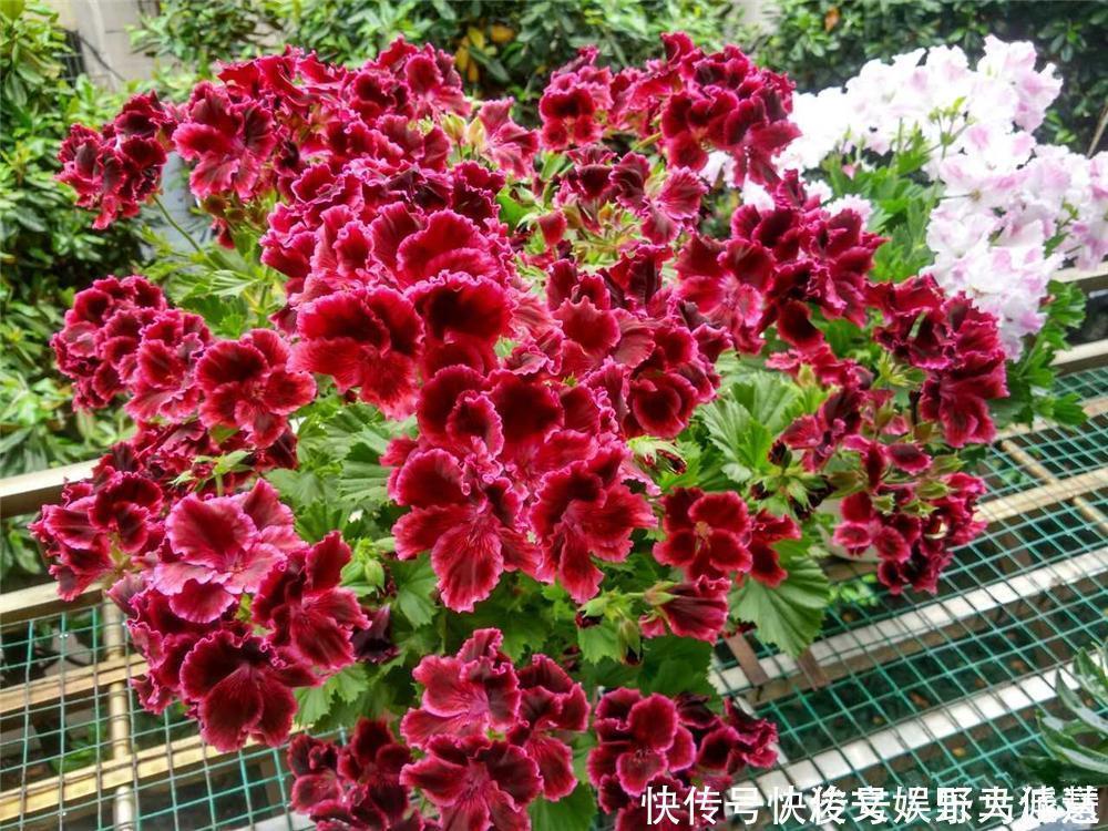 花期|5种“花卉”,最喜欢开花,每种都能花开200天以上,好看又好养