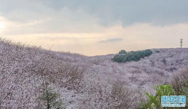 平坝万亩樱花已绽放！带你“云赏花”