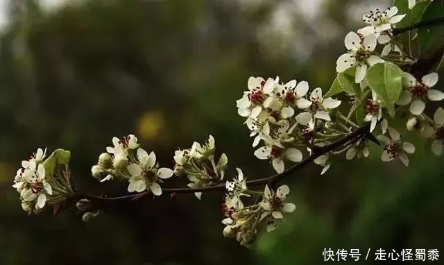 棠梨|山上的这种野果,我们叫它棠梨子,还能做糖葫芦,这种做法好吃