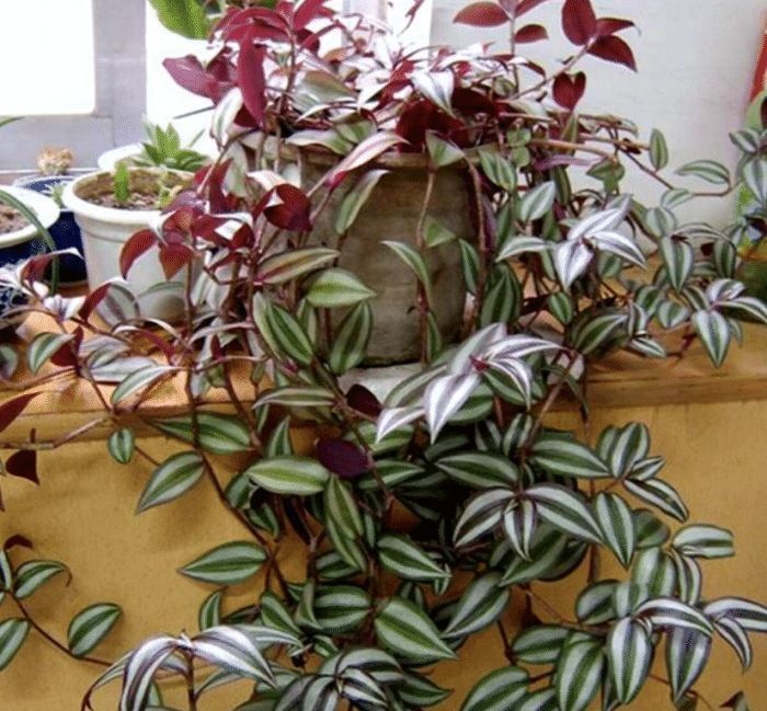 土豪都养3种花,镇宅又旺运,寓意吉祥人人爱,家里养真适合