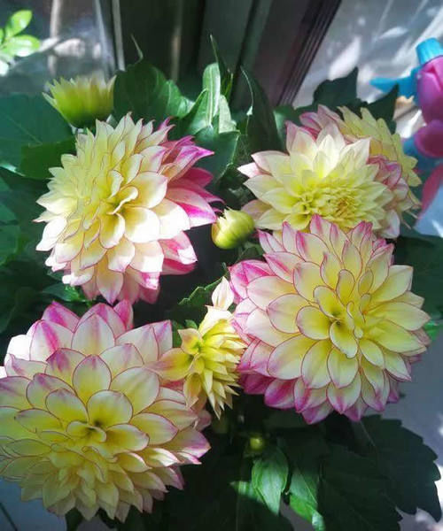 晒不死，热不死的花，此5种越晒花越开，一开半年