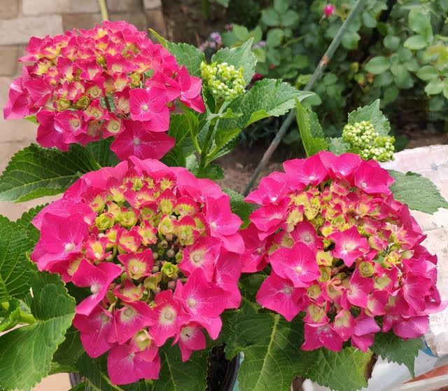 绣球长出花苞,别做“4件事”,否则花头小,甚至落花苞