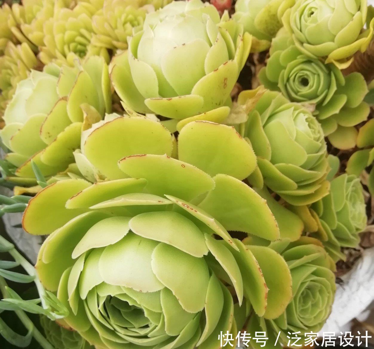 多肉|夏天温度高,不要给这“三多肉”喷水,否则易黑腐,直接化成水