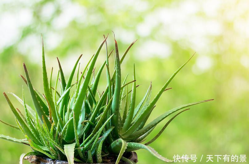这6种植物是生活的好帮手,家里养一盆,好看好养还可备不时之需