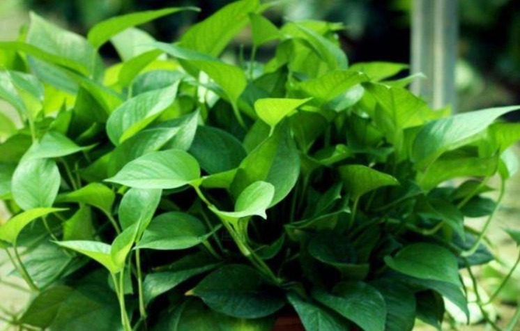 什么黄豆水、淘米水都不如“它”,10天浇一次,叶绿、花旺