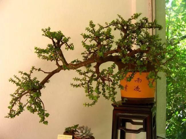 最适合家人养的四种花,健康长寿又养心!