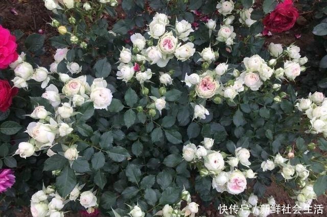 花石榴|4种花，不怕炎热不怕“寒冷”，真的好养又漂亮，谁都能养爆盆！