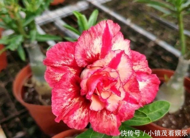 买回来|沙漠玫瑰买回来有3岁了还不开花是怎么回事?求解决方法