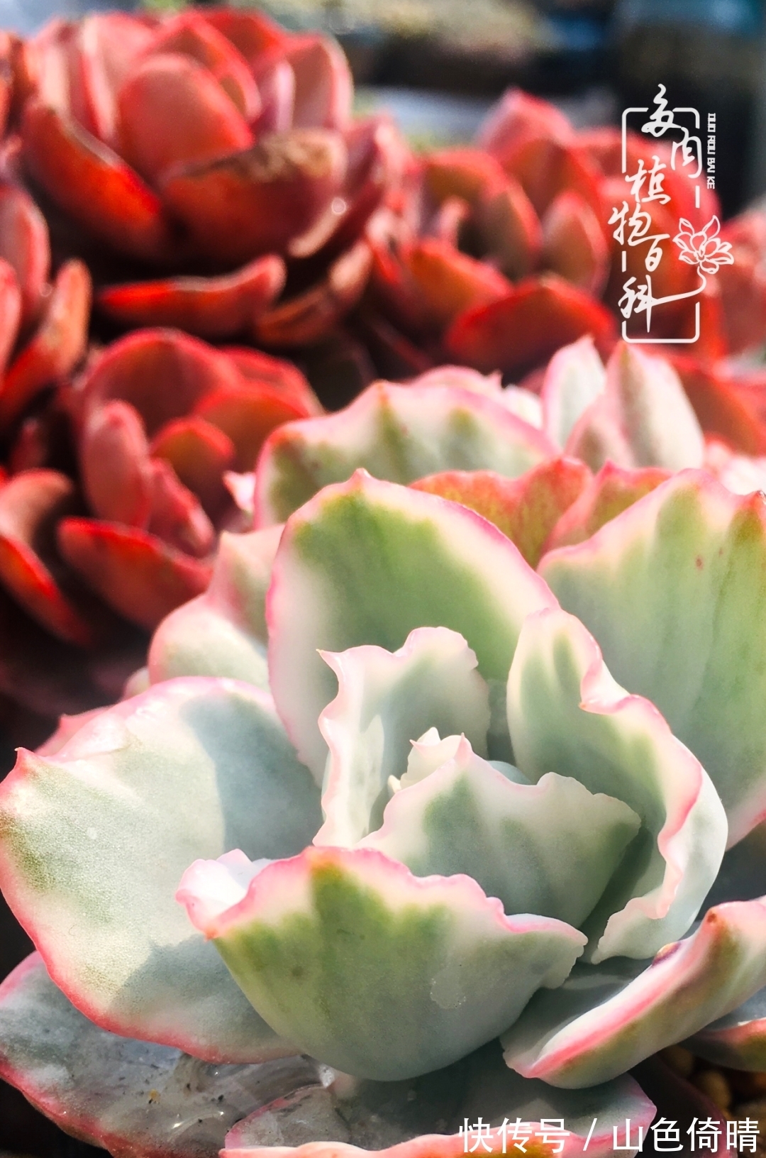 我与多肉植物百科的398天离别又重逢!