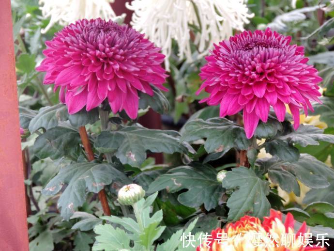 名菊|喜欢菊花，不如养盆“稀品名菊”东莞红，娇艳多姿，花色艳丽！