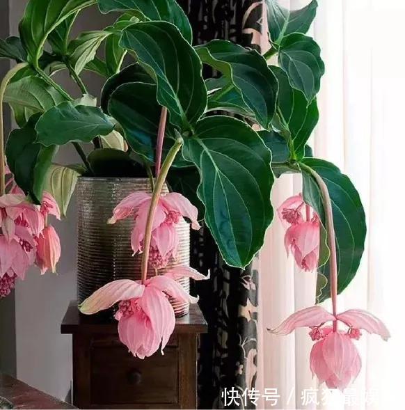 室内盆栽6种耐阴花，高端上档次，叶子越长越大！