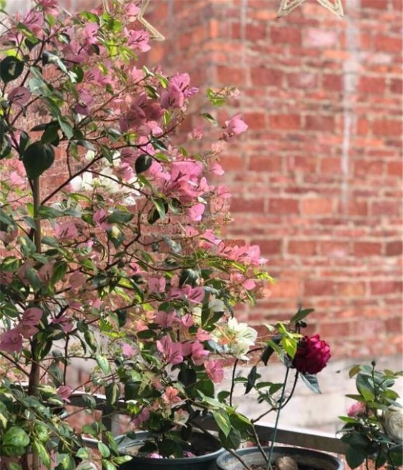 想让三角梅爆花掌握“一少一多”,轻松让它化身开花机器