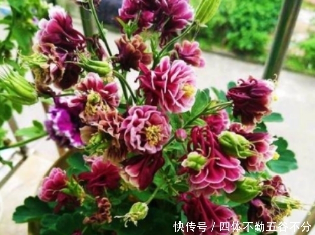 养花就养这几款，花朵小巧玲珑，花姿妖娆，四季繁花似锦