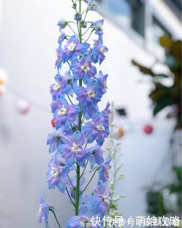 大花飞燕草|聪明人都在养的五种花,花期长、寓意好,花开一簇簇,好看极了!