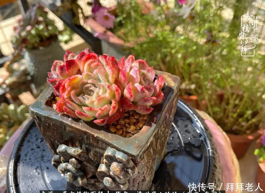 多肉与我,不负时光韶华!