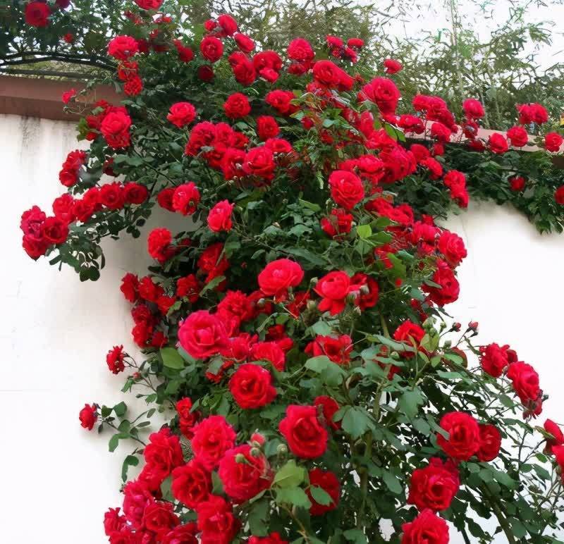 春天养花,必备5种“小东西”,简单有条理,养花一级棒