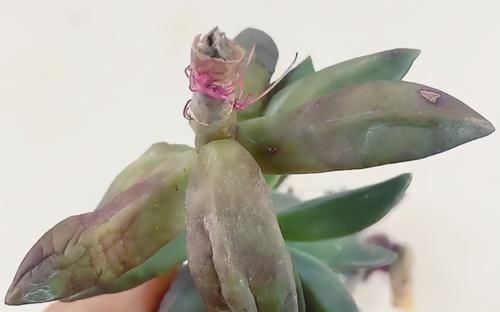 繁殖多肉的途径：砍头茎插、拿叶子催根育苗
