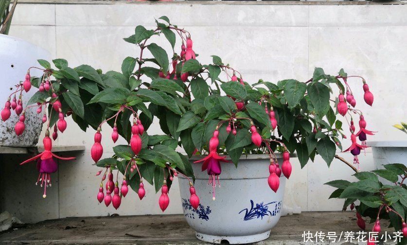 阳台上|如果你是封闭阳台,不要碰“3种花”,这个环境根本养不好