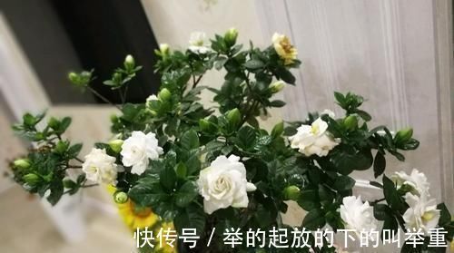 花卉|大爷种栀子花，从不施肥，一些“垃圾”全扔盆里，最后花开十几朵