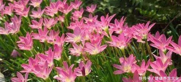 家庭养花选谁合适首选4种花，好看又好养，花期长、开花数量多！