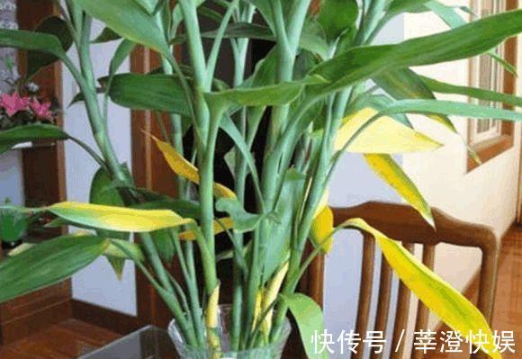 富贵竹咋养都黄叶浇水加点料,绿叶嗖嗖冒,养的节节高!